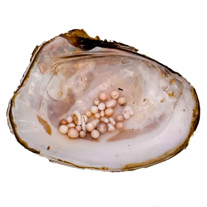 Monster Oyster Rainbow Monster with Colorful Pearls and 2040 Embedded Natural Pearls YFRAINBOW Necklaces